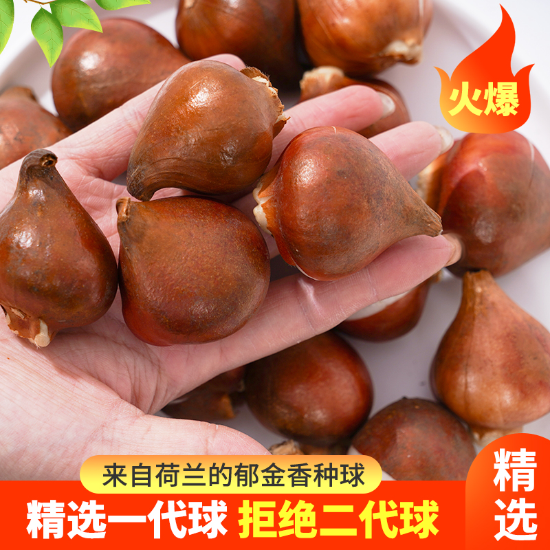 【荷兰进口郁金香种球】随机品种发货5度球 易养耐寒 顺丰包邮