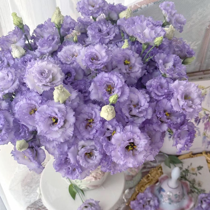 【波浪紫洋桔梗】顺丰包邮 新鲜采摘 山东基地直发