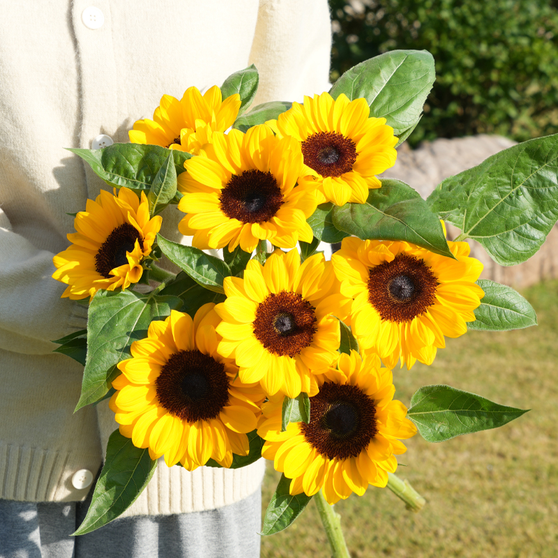 【文森特向日葵】x新鲜采收  山东基地 一单顺丰
