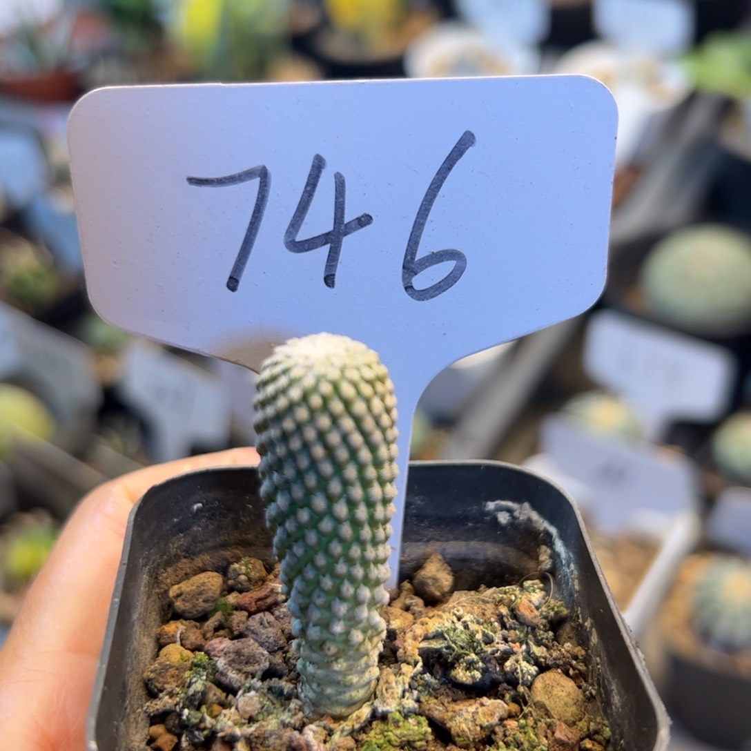 746 实生银牡丹