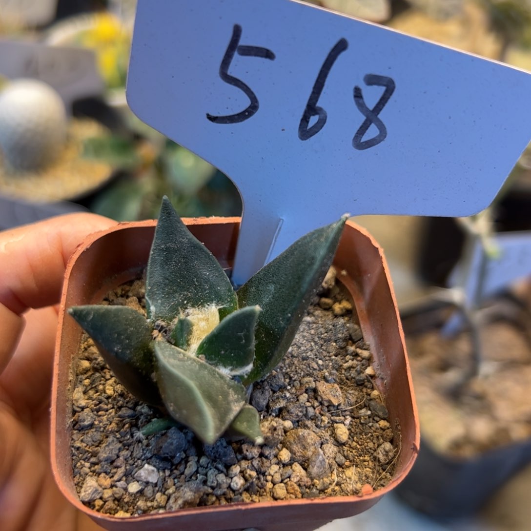 568 实生青瓷牡丹。