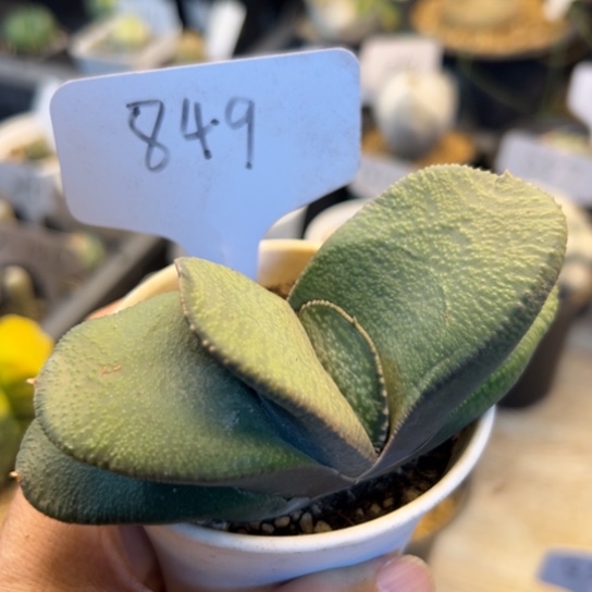849 卧牛