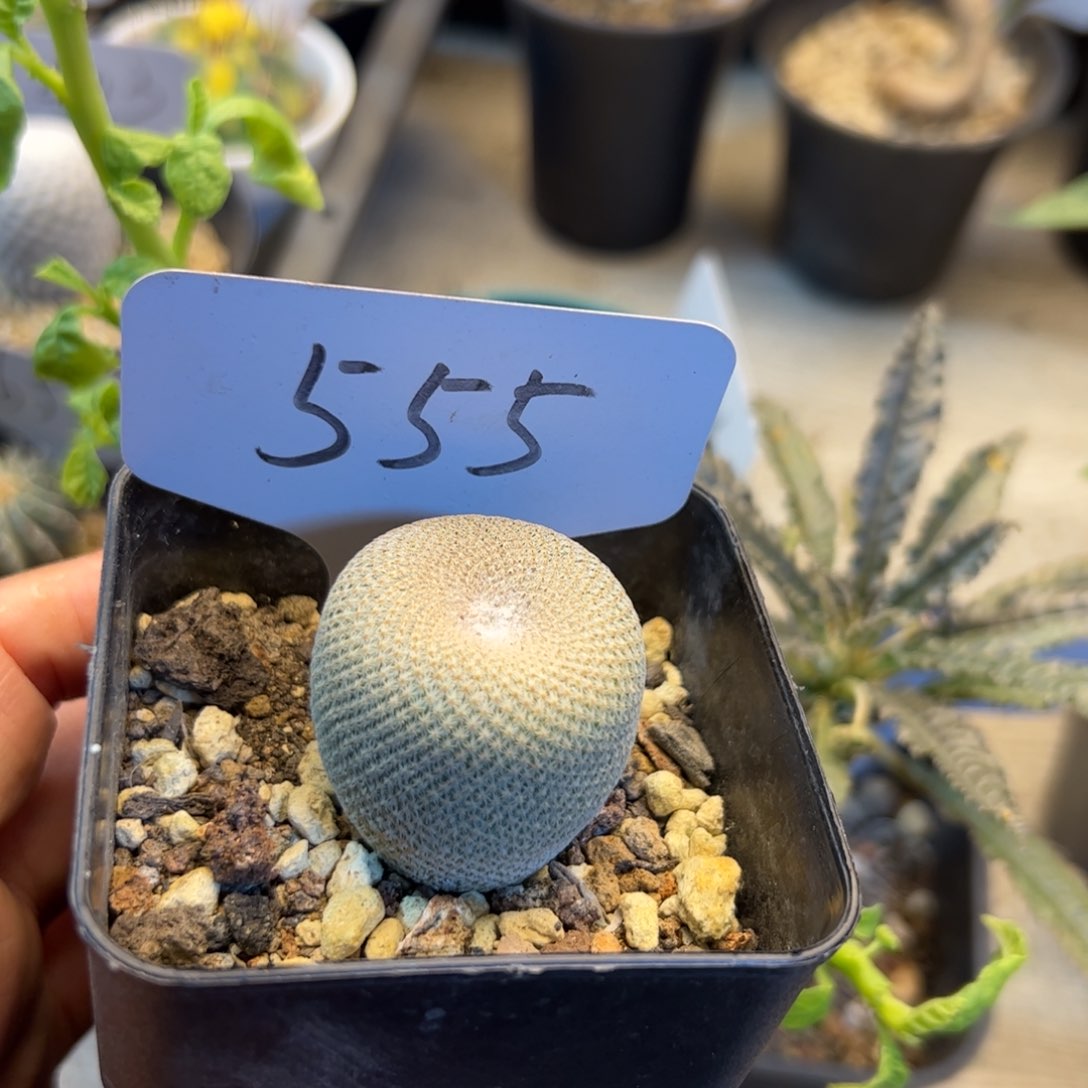 555 实生小人帽3.3厘米