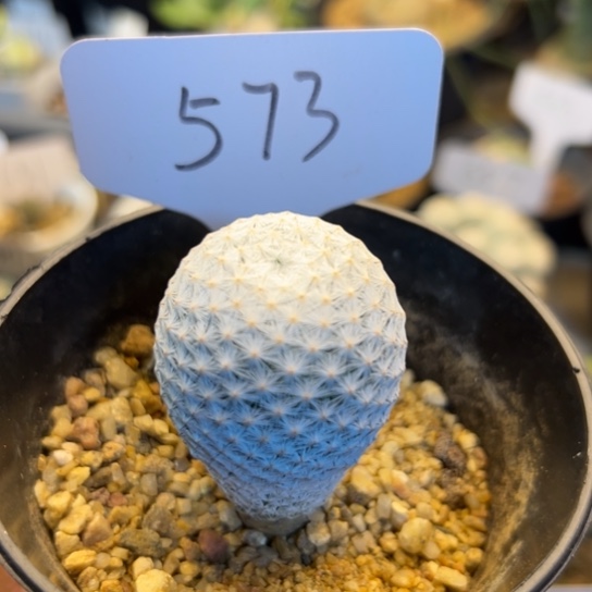 573 实生白鸟 3.5厘米