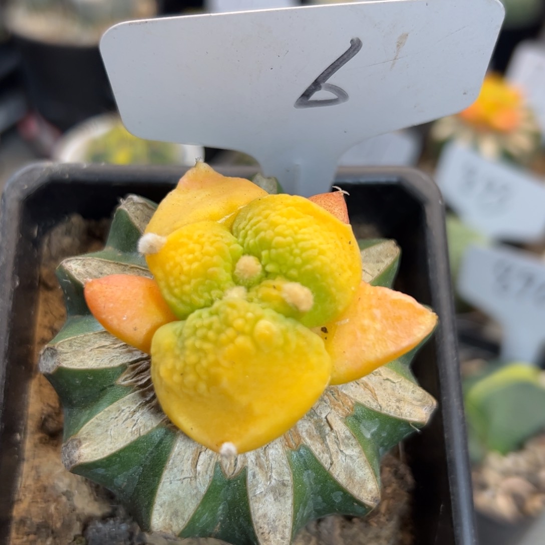 6 嫁接牡丹锦怒涛