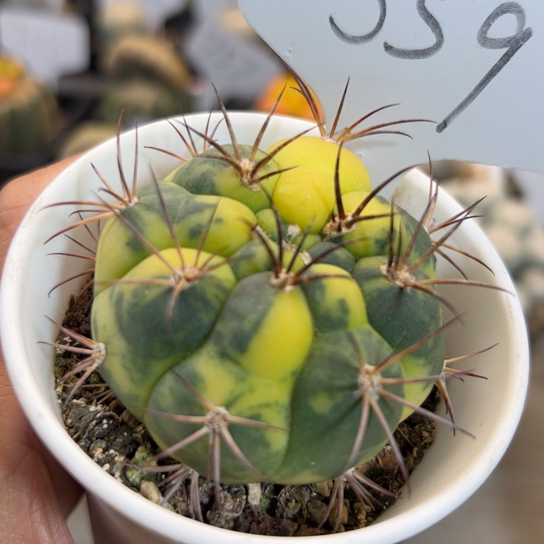 559 新世界锦。
