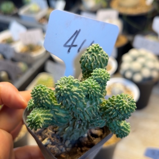 410 蝌蚪球。