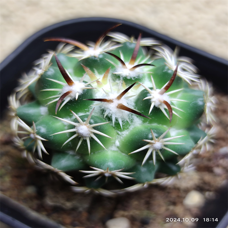 744萌球多肉植物园  钢钉 实生 顶花球属仙人球一物一拍