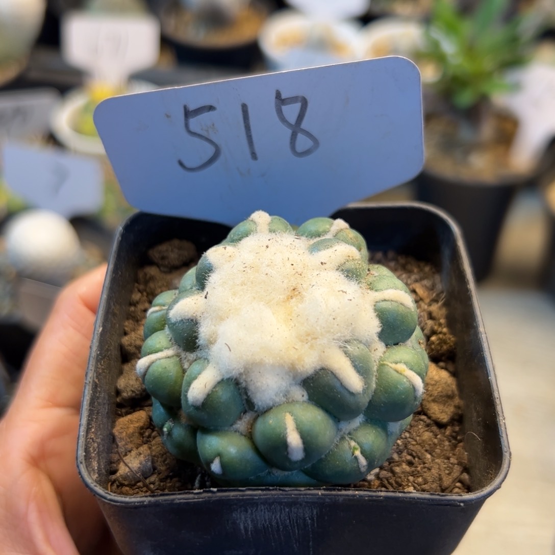 518 自根蜘蛛之眼无根