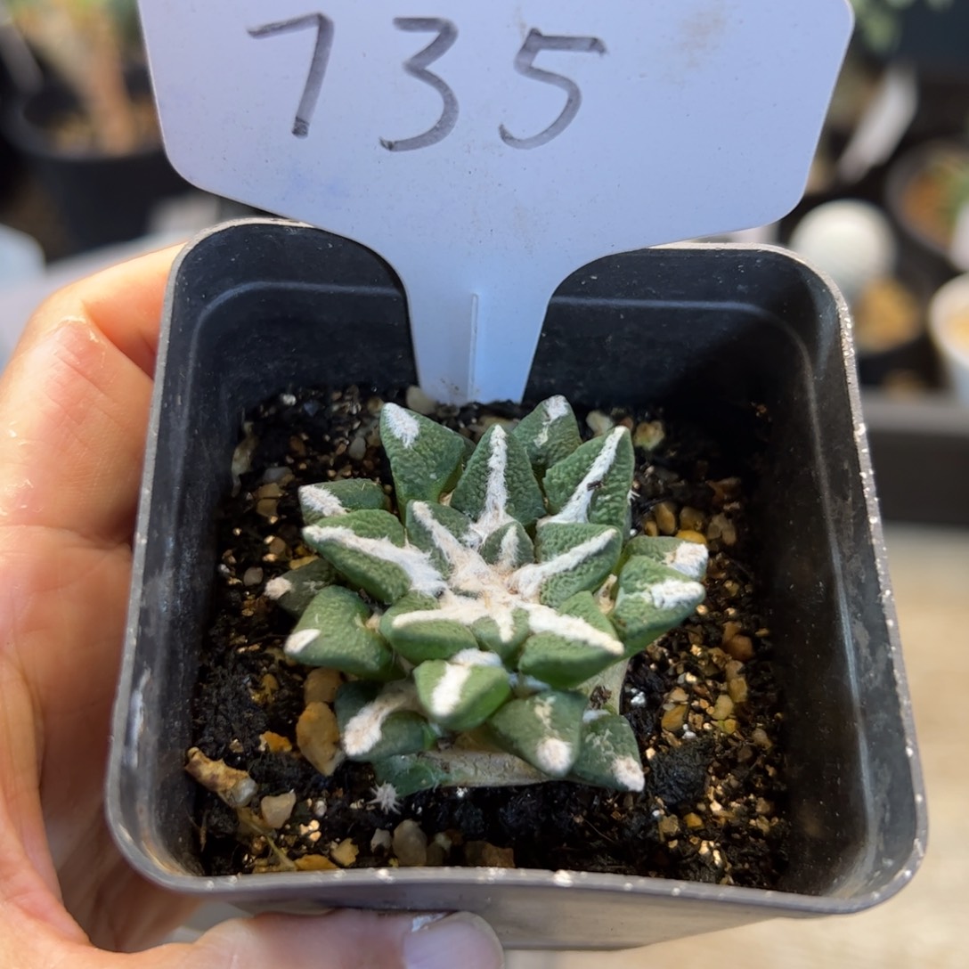 735 自根黑牡丹