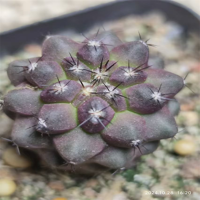 835萌球多肉植物园  龙爪属 实生  仙人球一物一拍