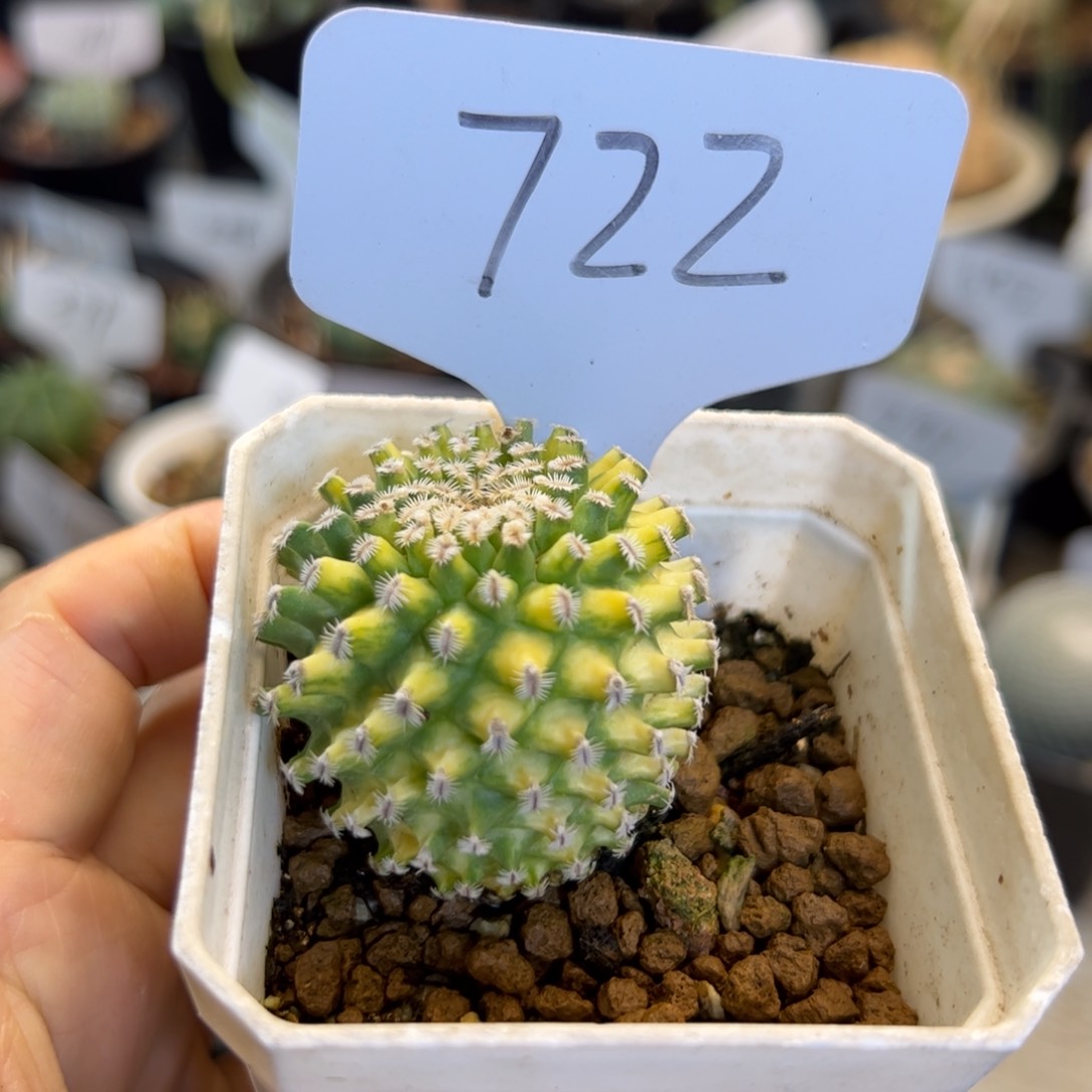 722 海胆锦