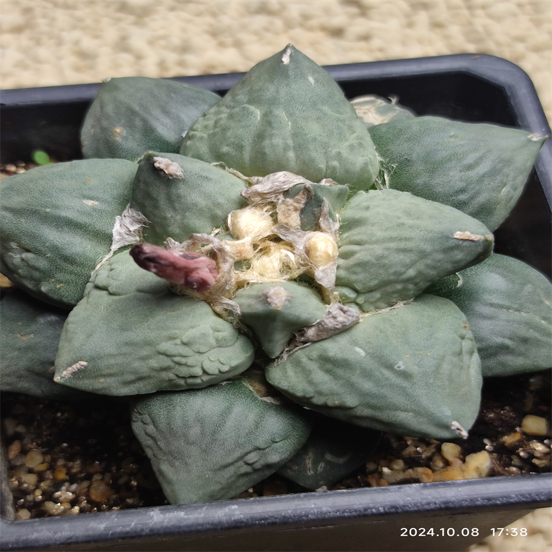 719萌球多肉园  青瓷牡丹X怒涛牡丹  实生苗自根  仙人球一物一拍