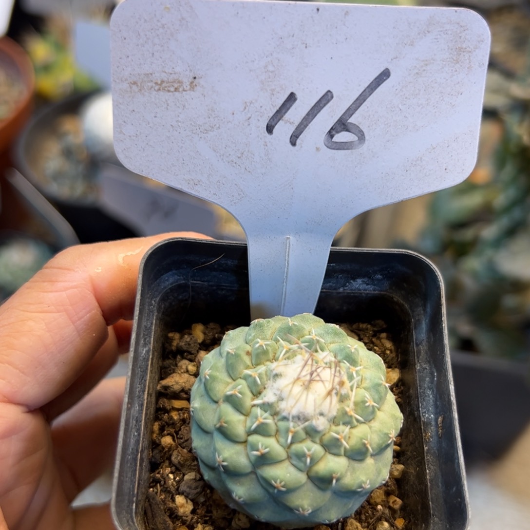 116 实生菊水3.5厘米。