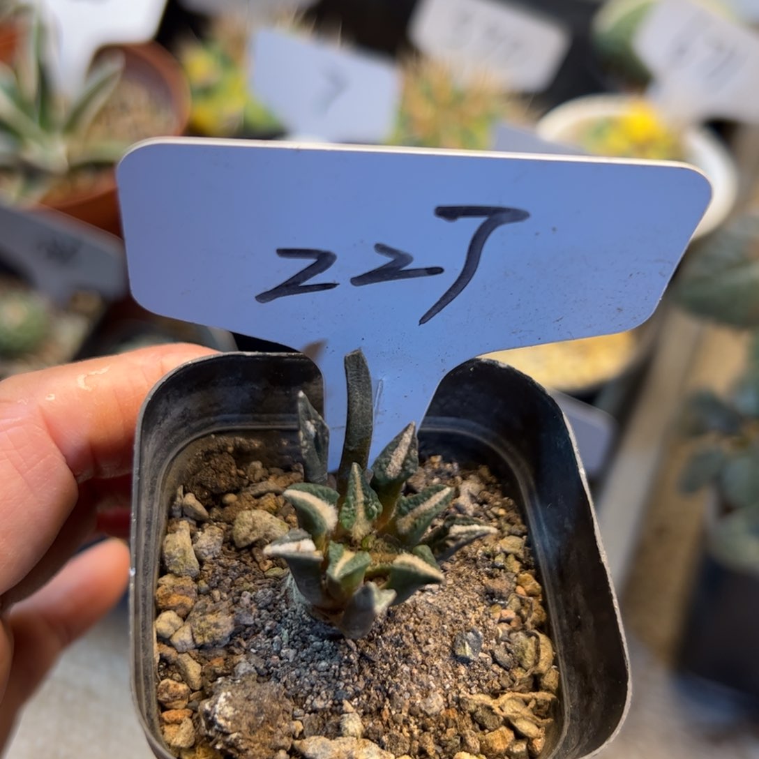 227 实生黑牡丹。