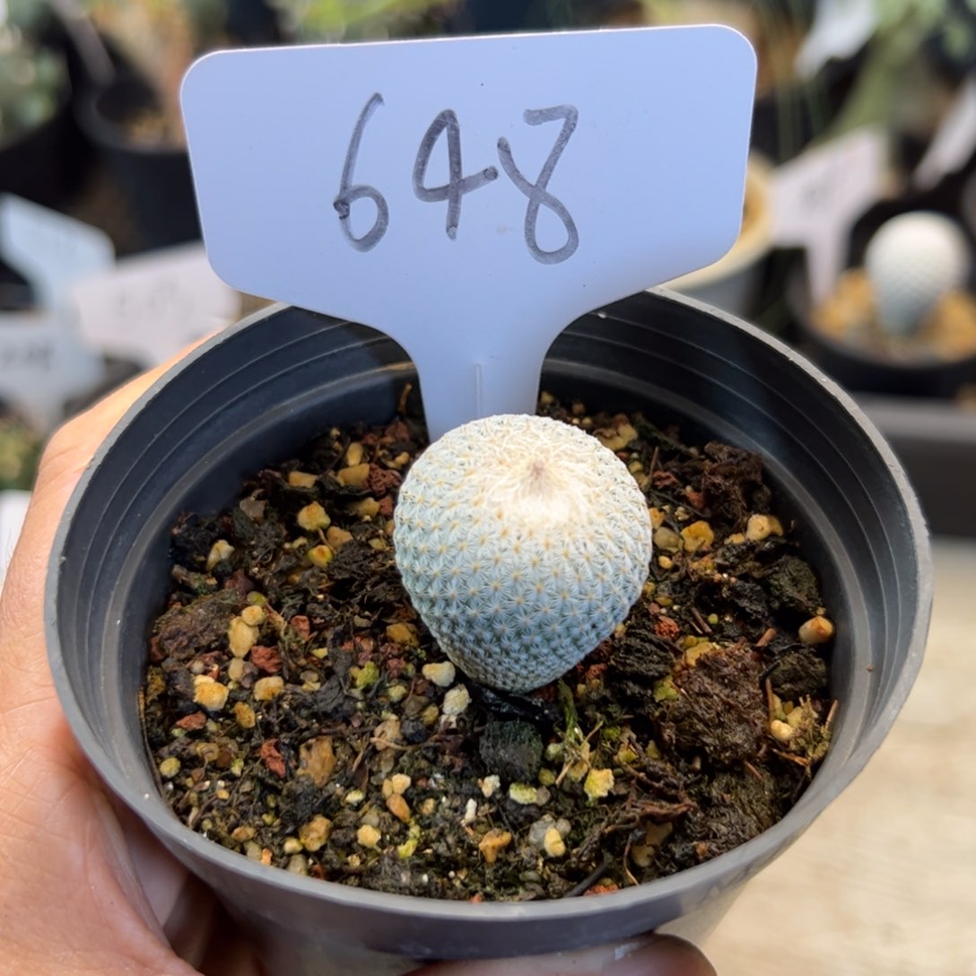 648 实生月世界2.6厘米