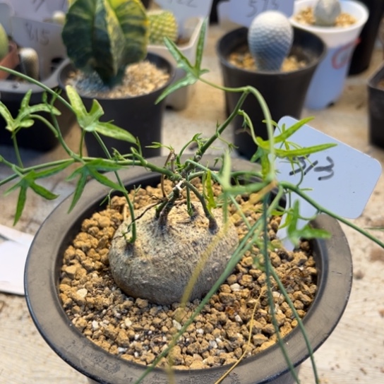 313 彩叶西番莲6.2厘米