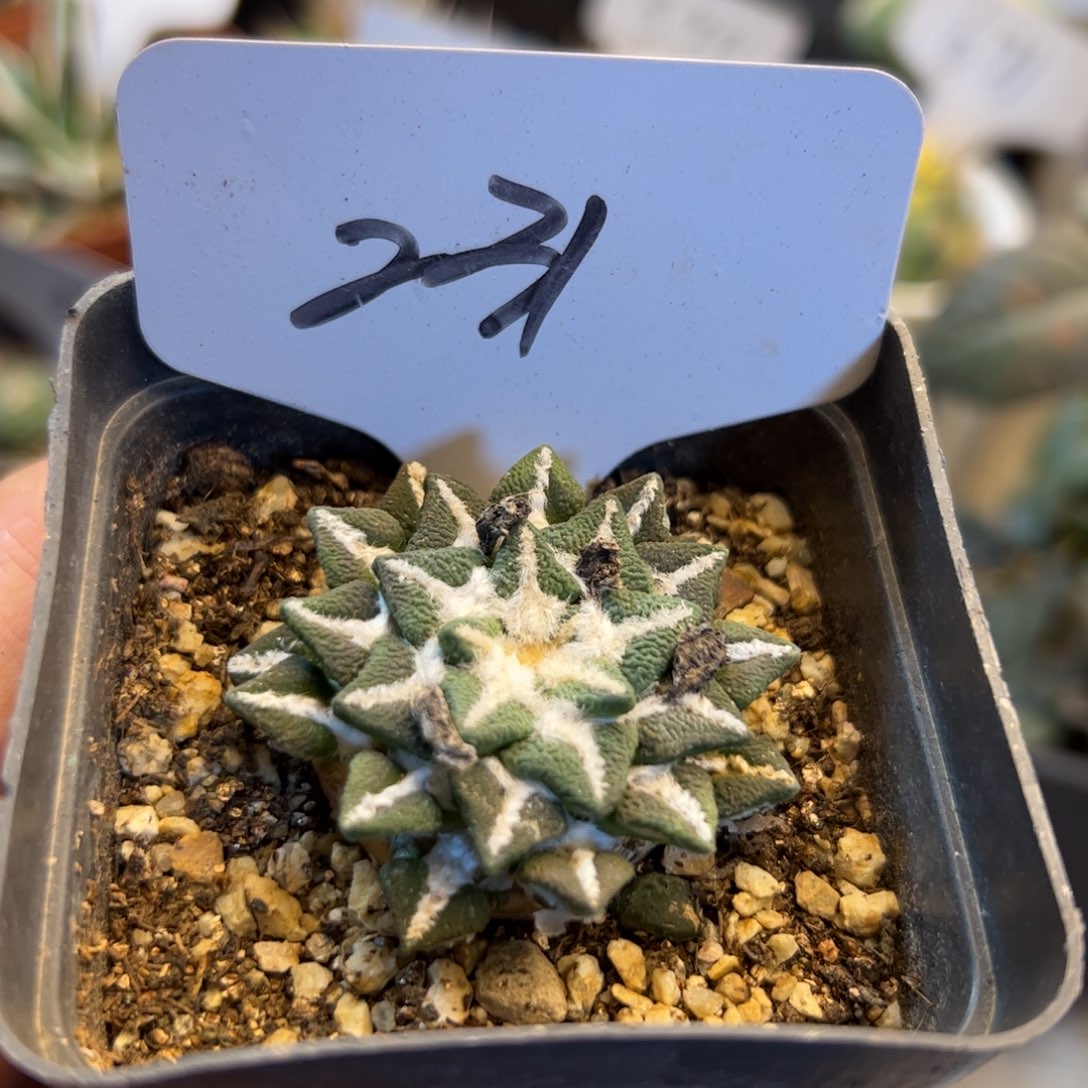 231 自根黑牡丹。