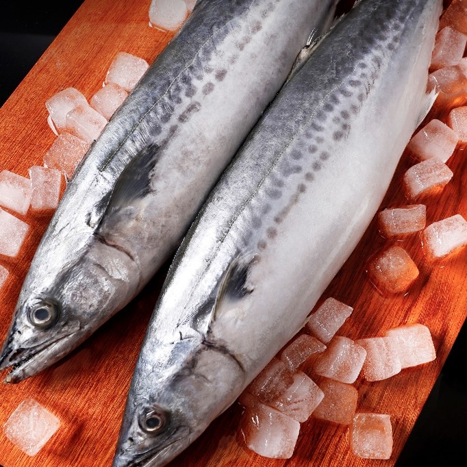 山东威海鲜活速冻鲅鱼金枪鱼马鲛鱼特产冷冻捕捞新鲜深海锁鲜产地