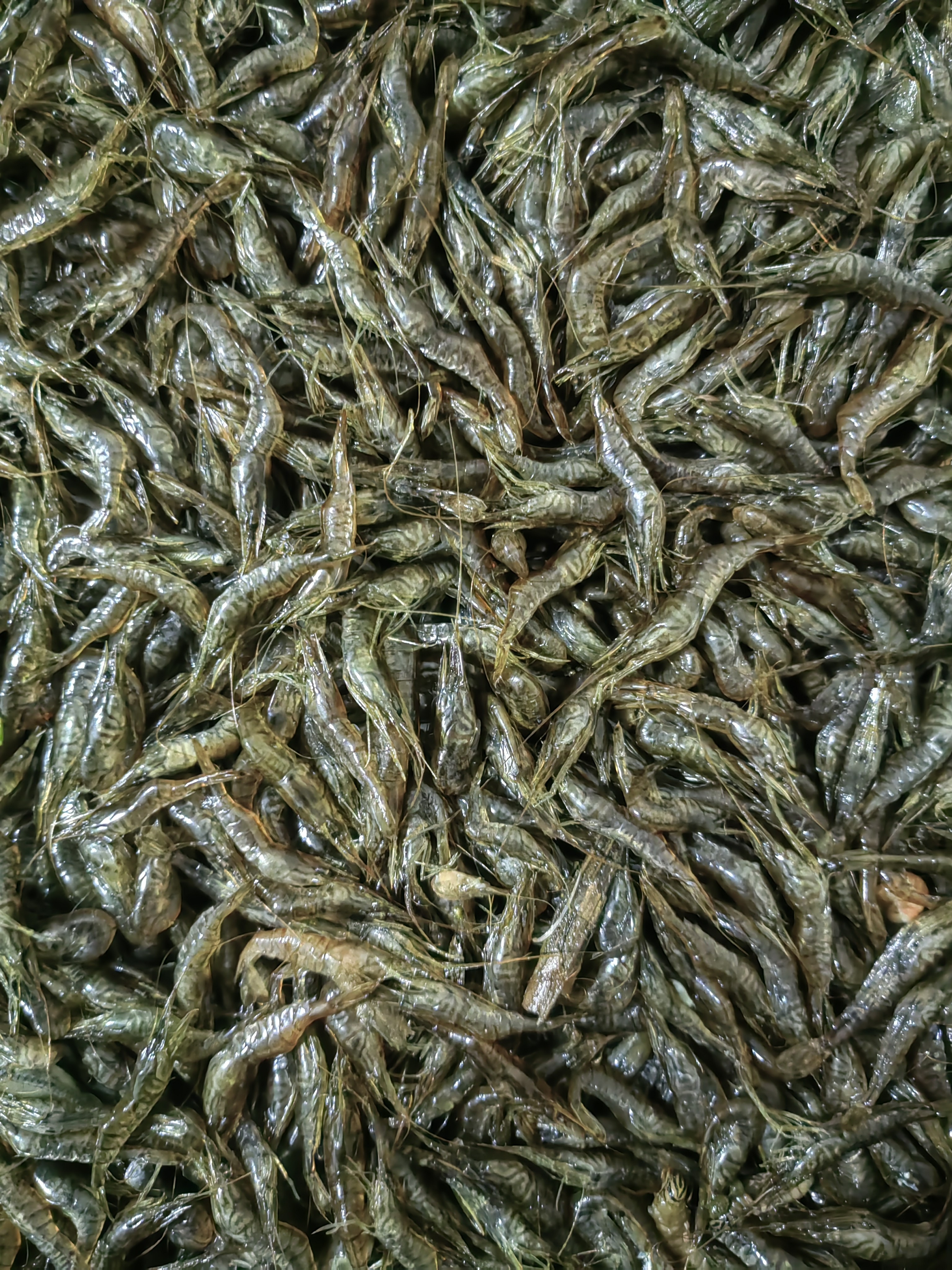 （申通速冻发货）纯野生小草虾河虾4斤