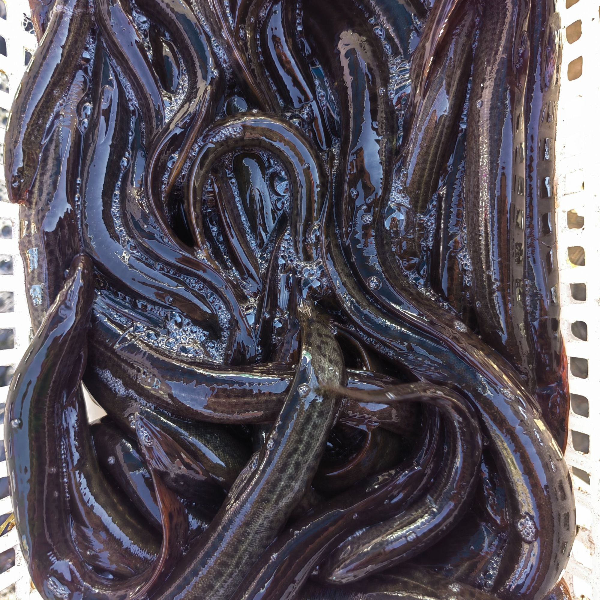 （不包活！介意勿拍）东北野生黑泥鳅4.8-5.2斤