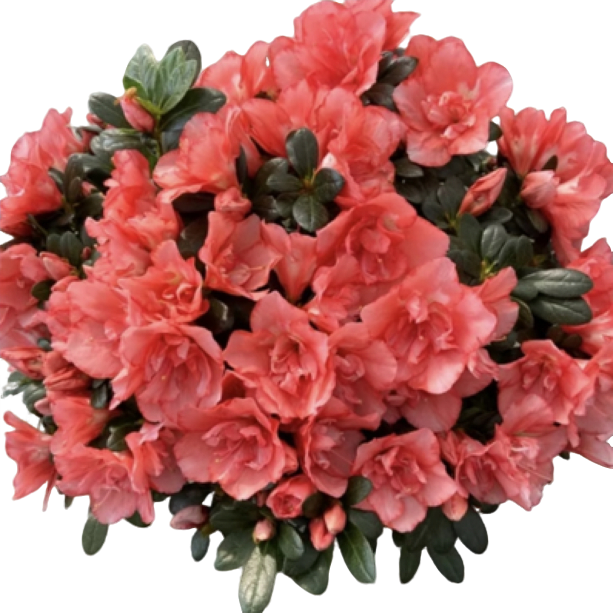 杜鹃花樱桃红胭脂红带花苞四季开花室内观花植物好养花易活花卉