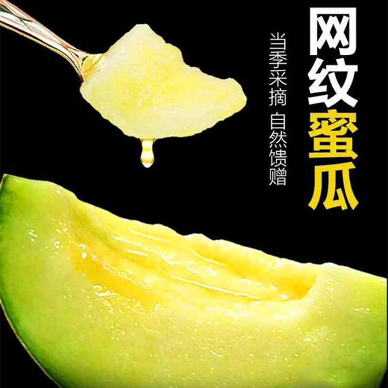 绿色哈密瓜网纹瓜新鲜蜜瓜玫珑瓜当季甜瓜新鲜水果清凉甜香瓜产地