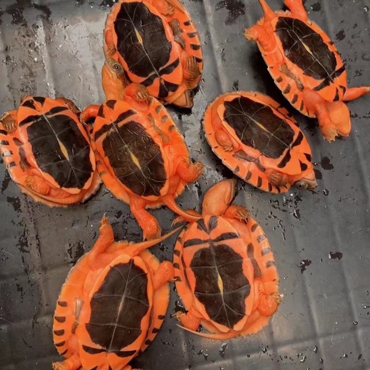 金钱龟海南金钱龟越南金钱龟直播挑好再下单  私自下单无效链接