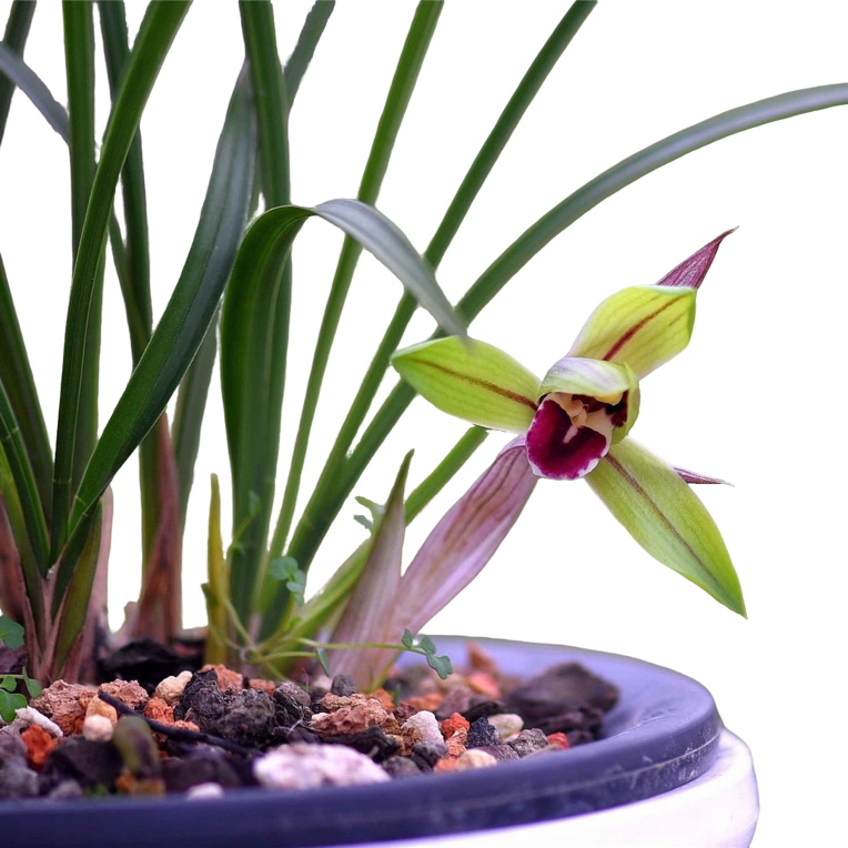 春兰红唇每苗100