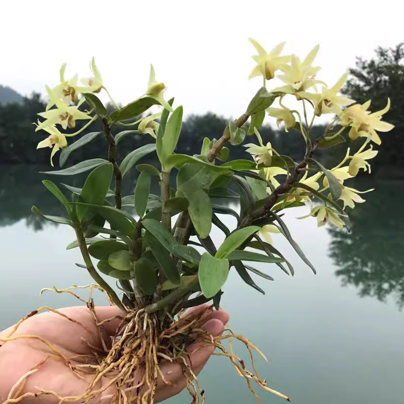 雁荡山铁皮石斛苗盆栽绿植花卉三年苗可食用可种植(称斤)选组匀有