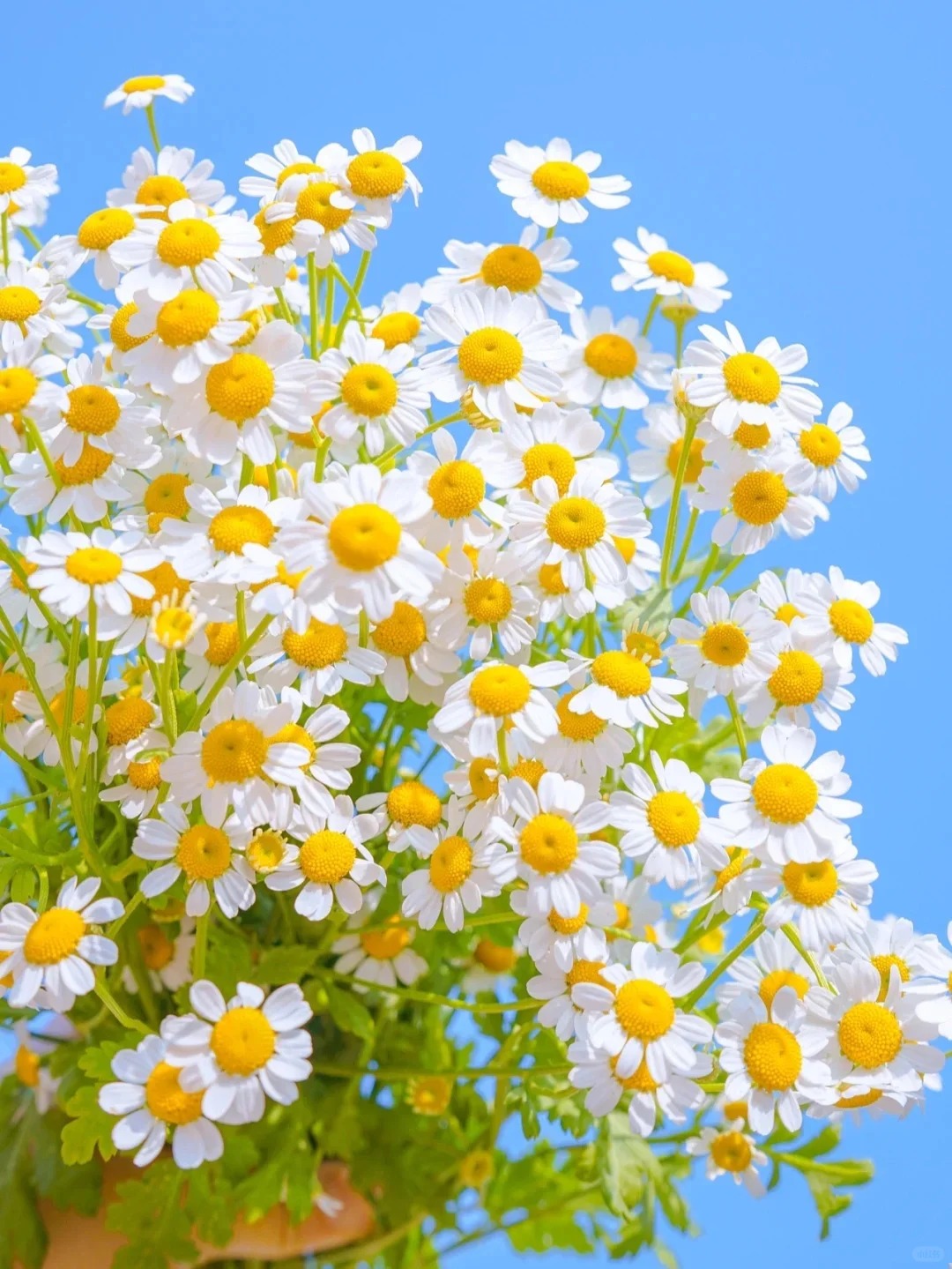 【粉玫瑰加橙色泡泡洋甘菊】玫瑰|全场任意满两单鲜花顺丰包邮