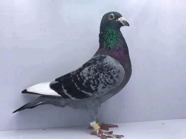 农村散养老鸽子。所有活体签收无售后有毛病需开箱视频。