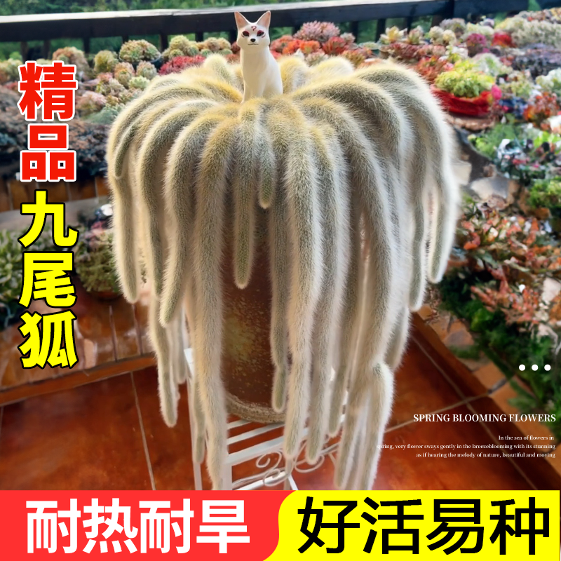 九尾狐多肉悬吊植物小苗【5-8厘米】开红色花长毛系猴尾巴软毛耐旱