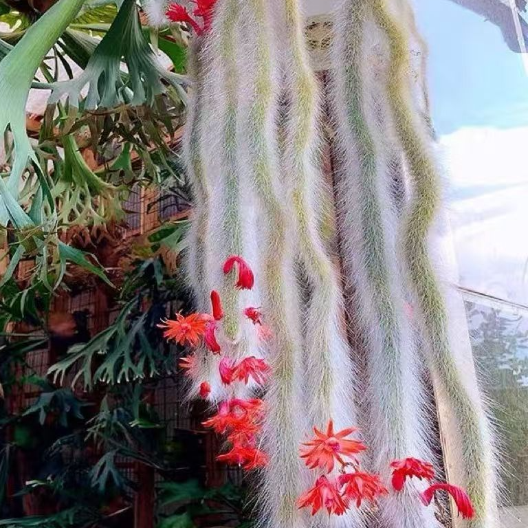 九尾狐小苗【5-10厘米】开红色花发货种植猴尾巴软毛植物耐旱上盆快