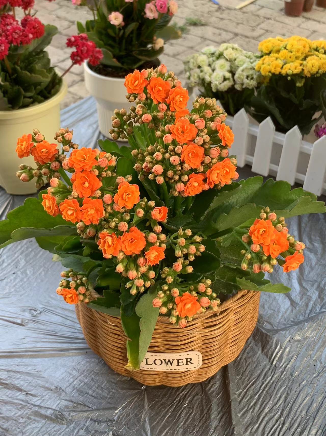 无品牌【重瓣   长寿花】汇总链接统统拍这里