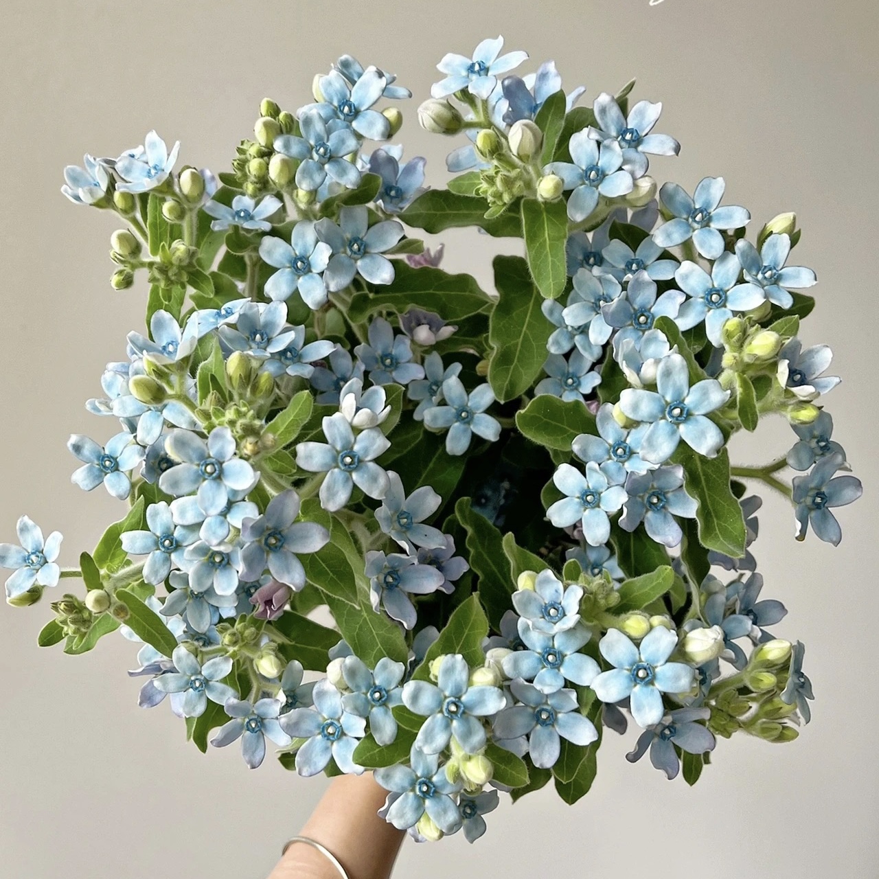 拉萨发货【蓝星花】大自然中少有的天然蓝色像极了蓝蓝的天空底色
