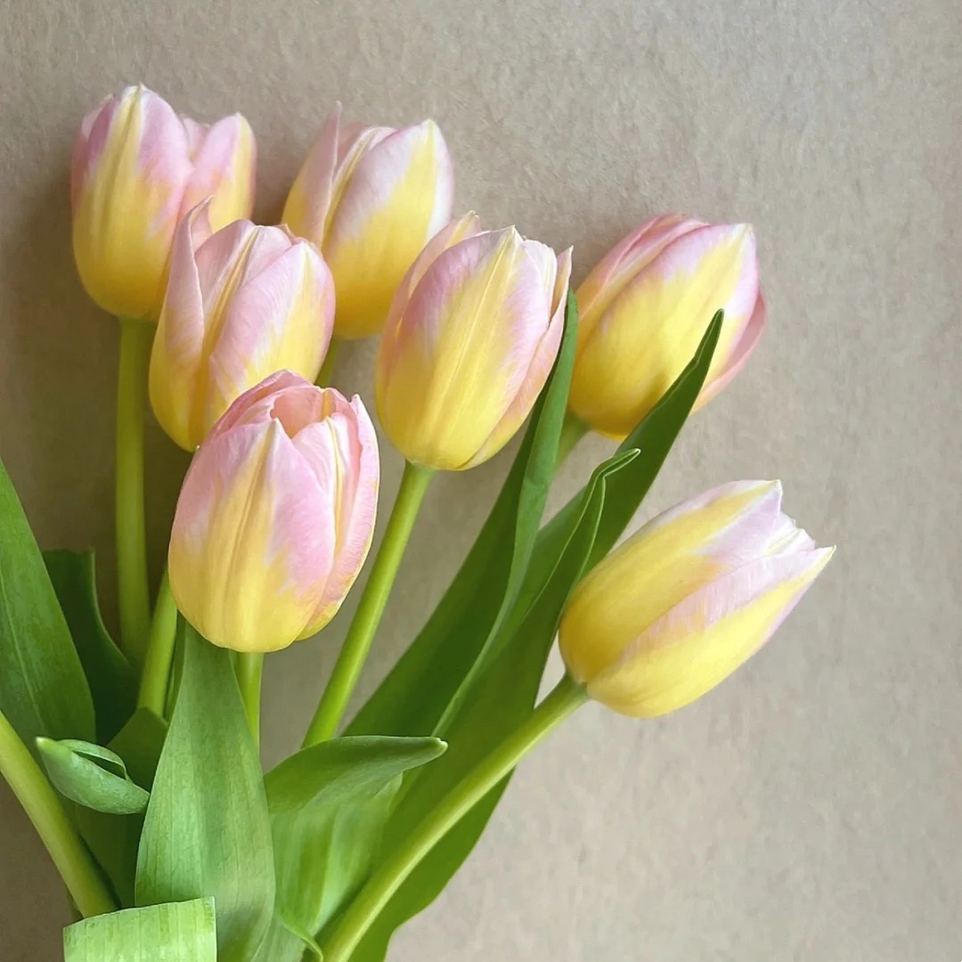 郁金香鲜花云南基地直发适合家庭水养及婚庆使用