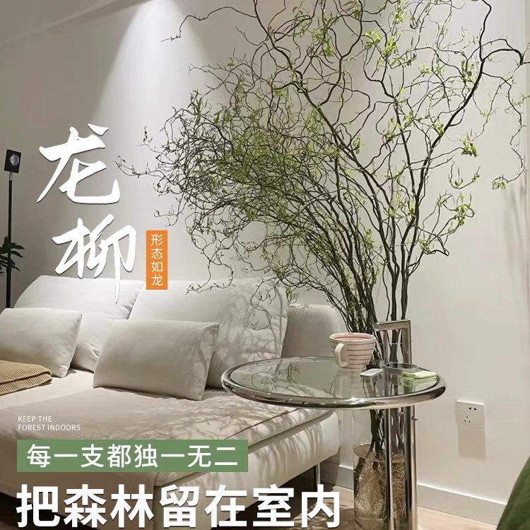 【龙柳】水培植物鲜枝切花水养侘寂风干枝枝条长鲜叶