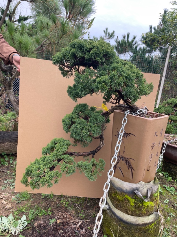 悬崖盆景济州真柏盆上50厘米盆下40厘米带盆发货210号