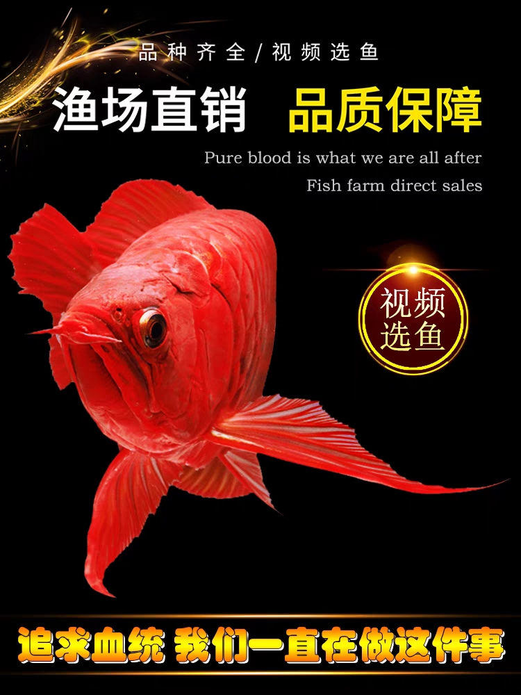 印尼斯巴沃超血红龙鱼绿皮辣椒超血红龙紫嫣战车红龙鱼活体