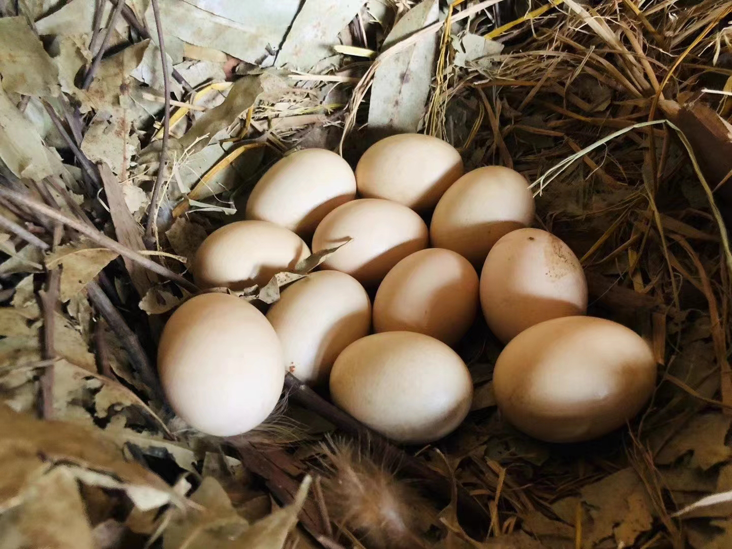 四川荣县大山农家散养土鸡蛋