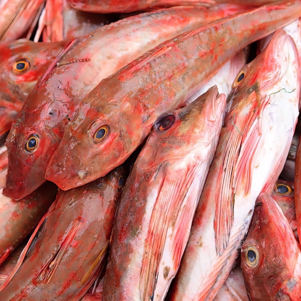 新鲜红娘子鱼 10斤 连云港发货