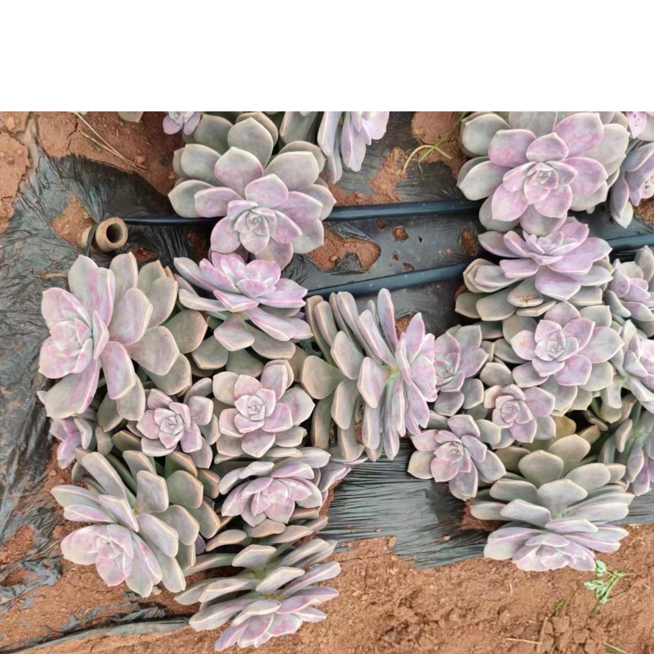 (财神多肉)地载老桩糖心血斑紫乐小颗不售后(35公分以上发货