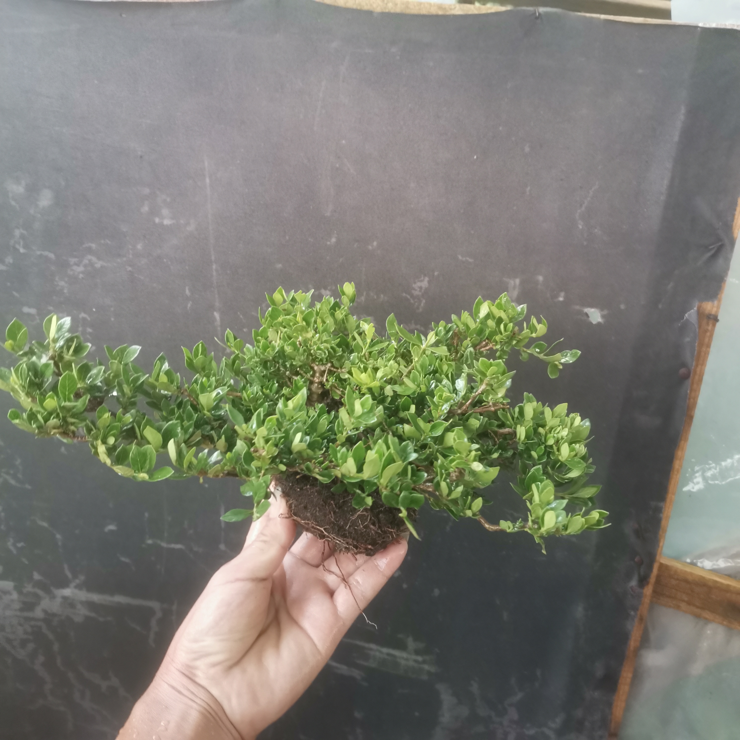 海岛春花栀子花黑松石枫山楂胡秃子老鸦柿翠米茶桃金娘