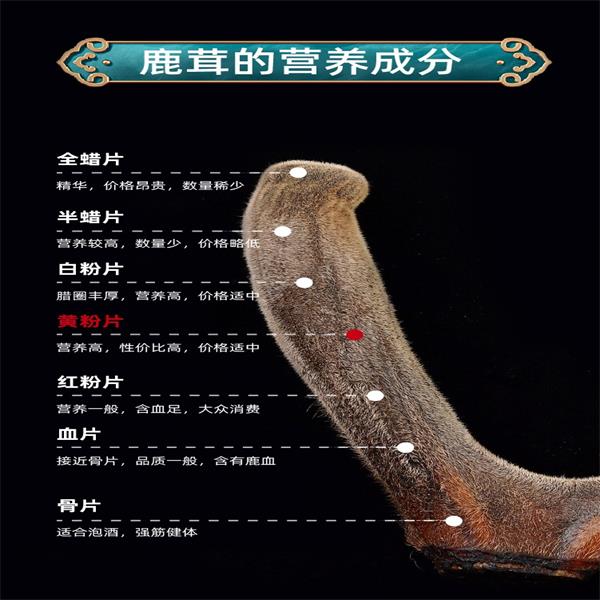 华隆鹿业2023年精选鹿茸足干黄粉片泡酒泡水直播间选购