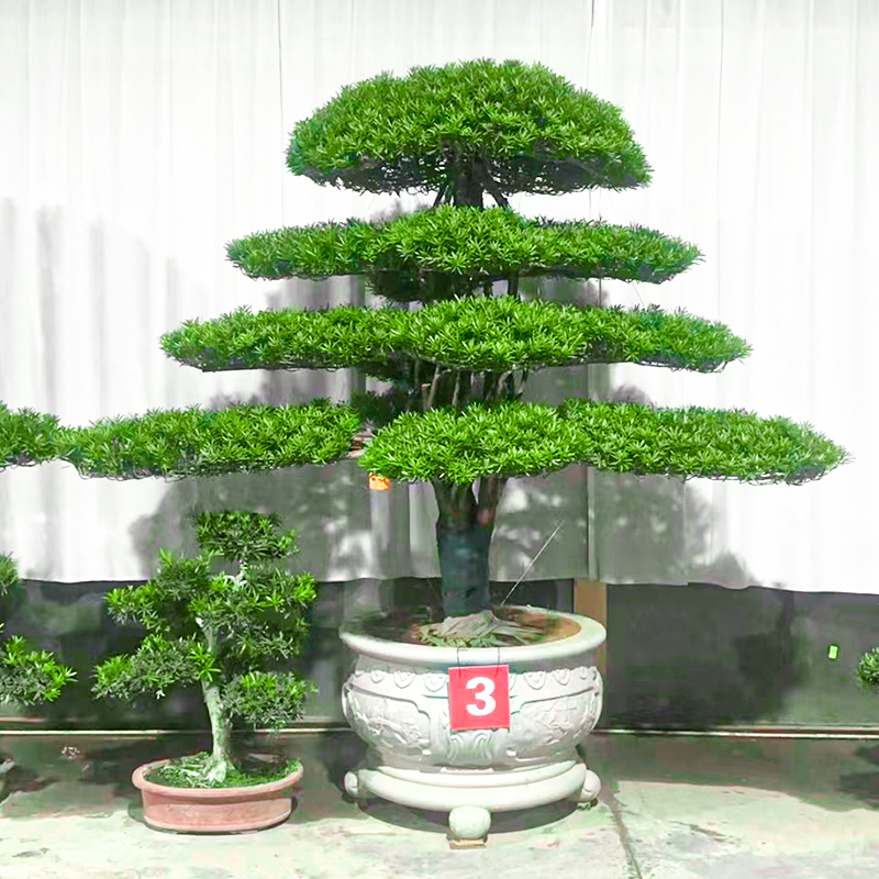 造型罗汉松老桩大型盆景 一物一价 定金专用