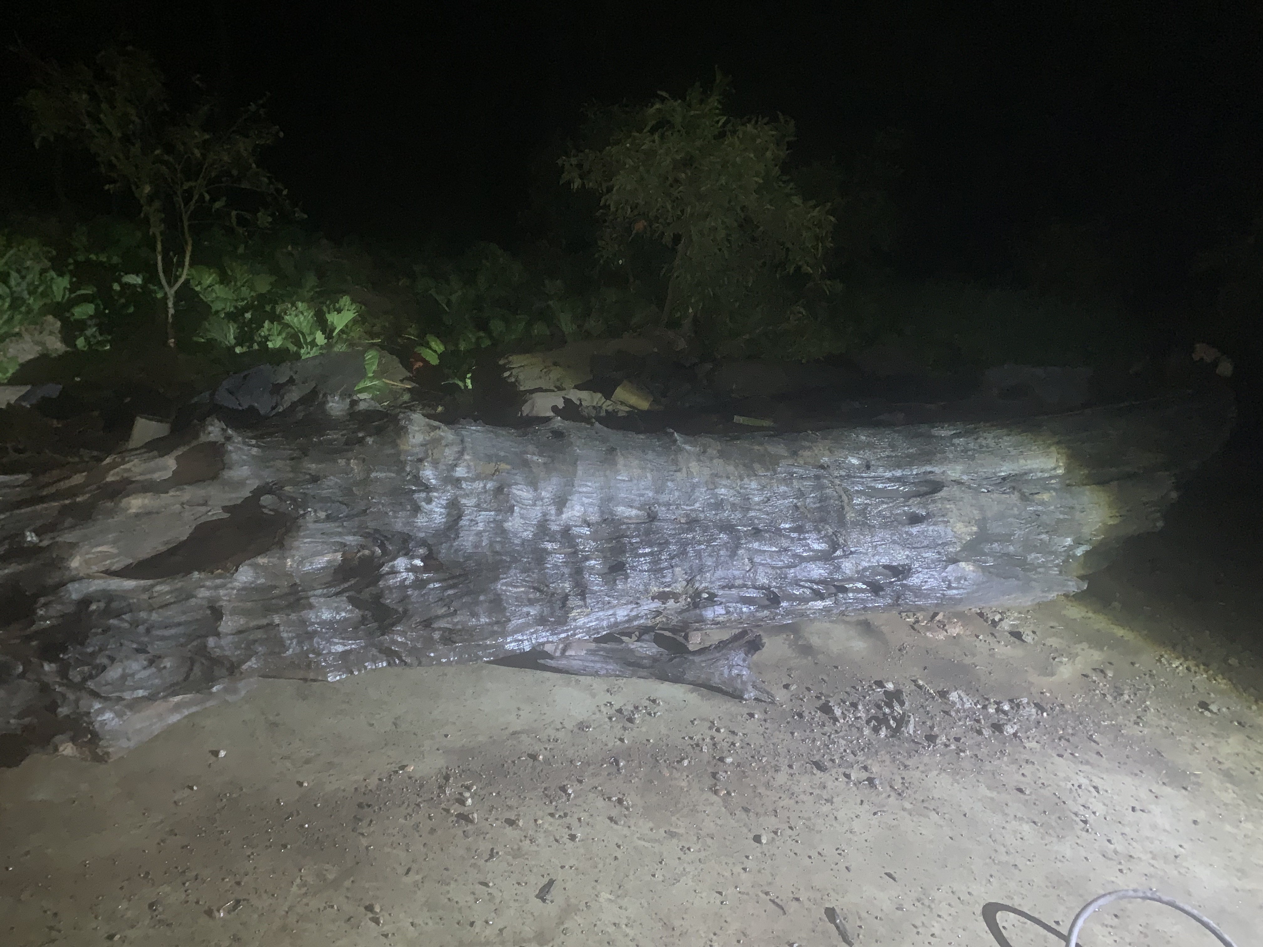 阴沉小叶桢楠 造型料 随型料 花架 根雕 