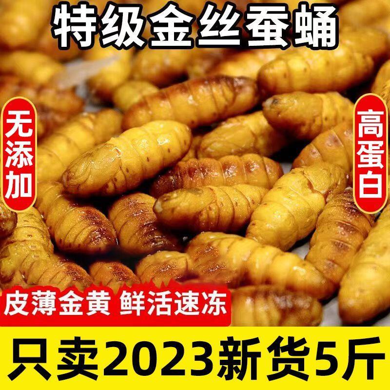 蚕蛹鲜活新鲜批发金丝蛹山东特产桑蚕蛹子生茧蝉蛹冷冻包邮