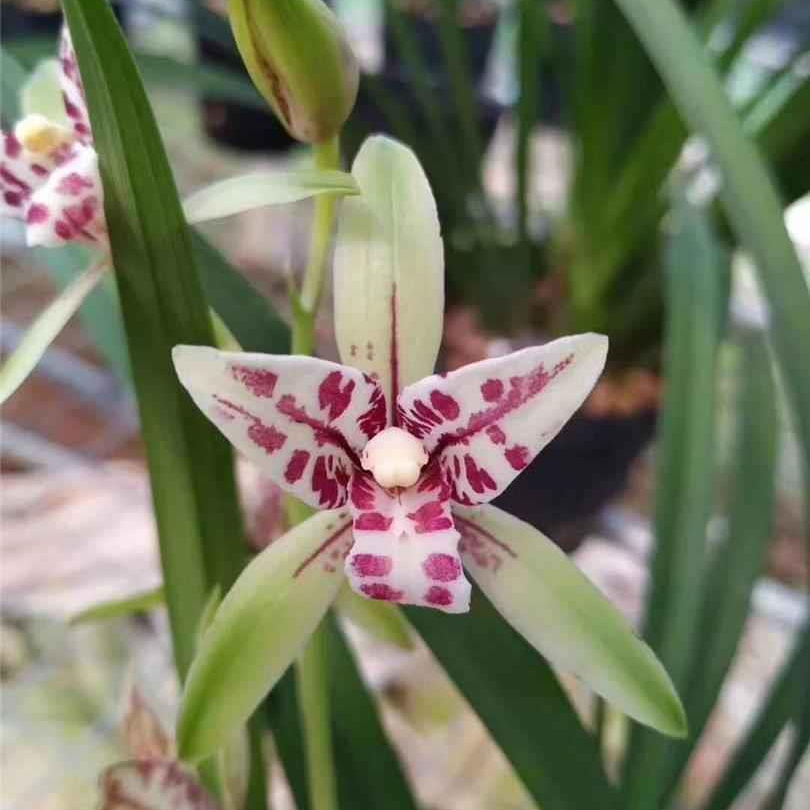 朝阳三星蝶 建兰四季兰 兰花名贵高档盆栽植物 思岑精品兰花