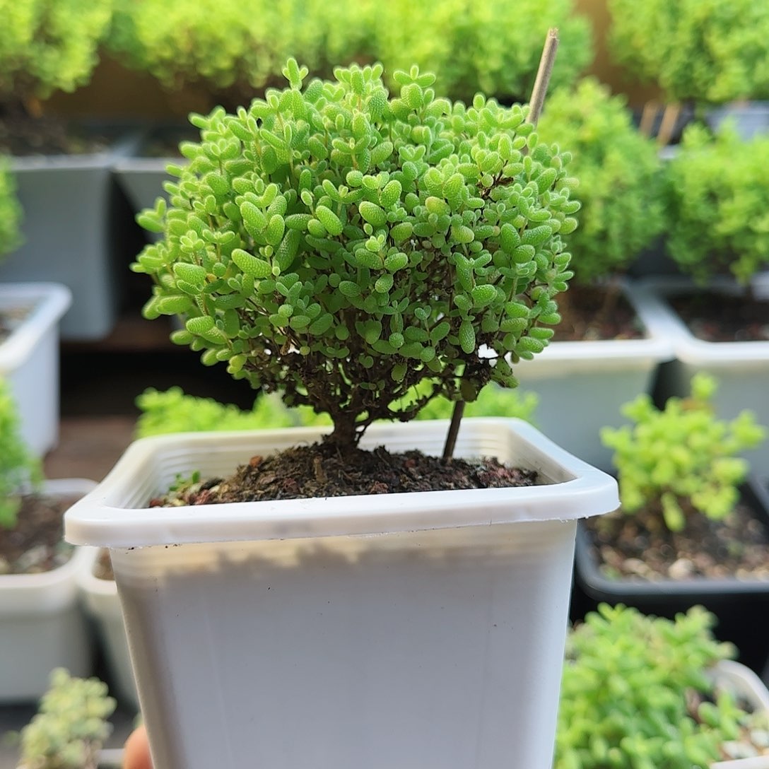 蜜橘糖球枝干11号